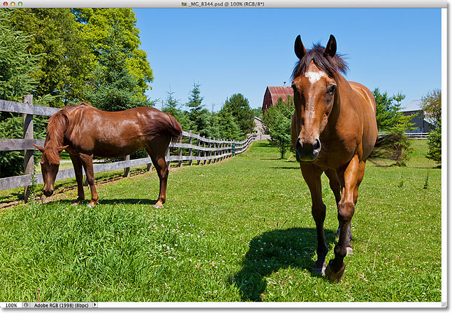 A photo of two horses on a ranch. Image © 2012 Steve Patterson.