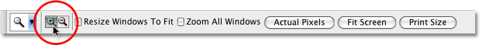 The Zoom Tool options in the Options Bar. Image © 2009 Photoshop Essentials.com.
