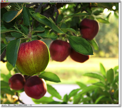 The apple is now colorized. Image © 2009 Photoshop Essentials.com