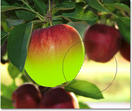 Painting along the bottom half of the apple. Image © 2009 Photoshop Essentials.com