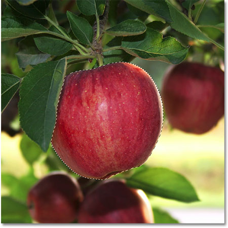 A selection outline appears around the apple. Image © 2009 Photoshop Essentials.com