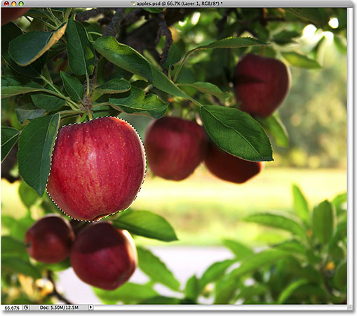 Selecting the apple once again. Image © 2009 Photoshop Essentials.com