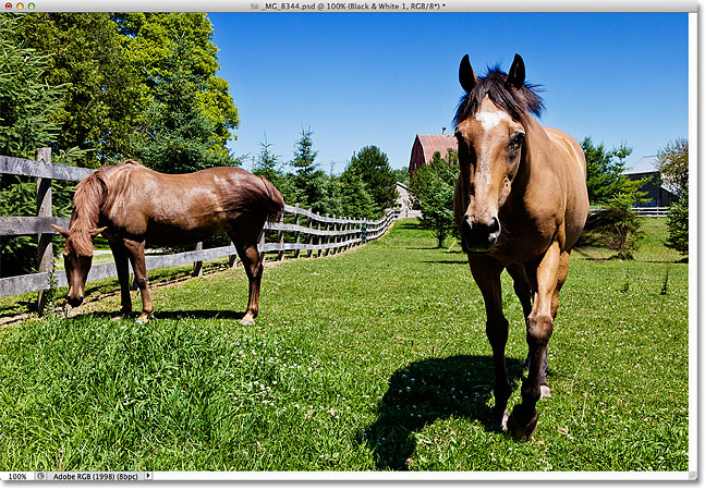 The photo with custom contrast changes using a Black & White adjustment layer. Image © 2012 Steve Patterson.