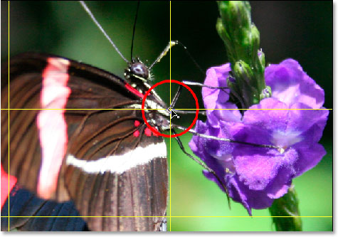 The center Free Transform anchor point moved to the top right grid location