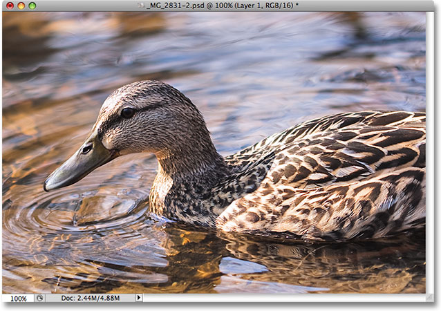 The image after bringing our shadow detail with the Shadow/Highlight command in Photoshop. Image © 2009 Photoshop Essentials.com